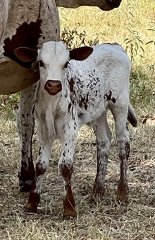 SILENT PLAN x DAUNTLESS SQUAW bull calf